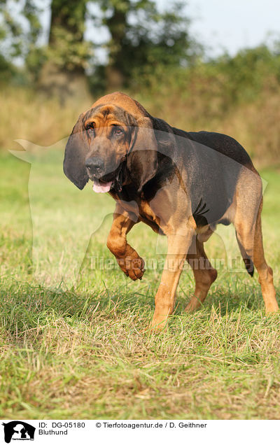 Bluthund / Bloodhound / DG-05180