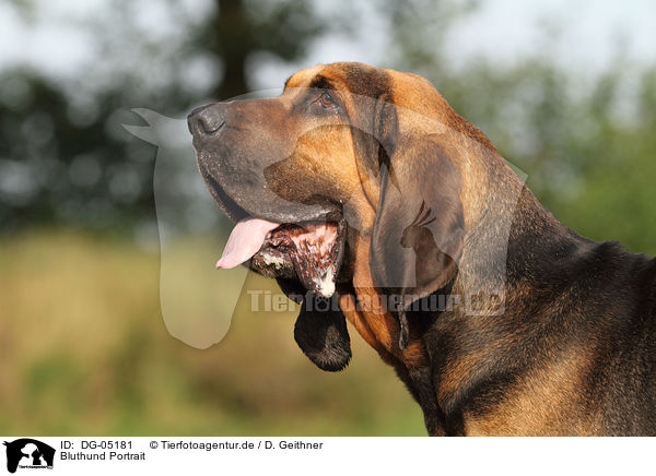 Bluthund Portrait / DG-05181