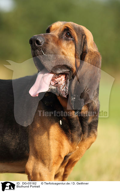 Bluthund Portrait / Bloodhound Portrait / DG-05182