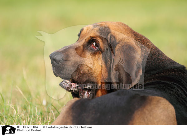 Bluthund Portrait / DG-05184