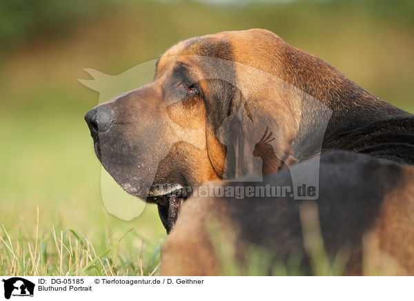 Bluthund Portrait / DG-05185