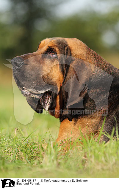 Bluthund Portrait / Bloodhound Portrait / DG-05187