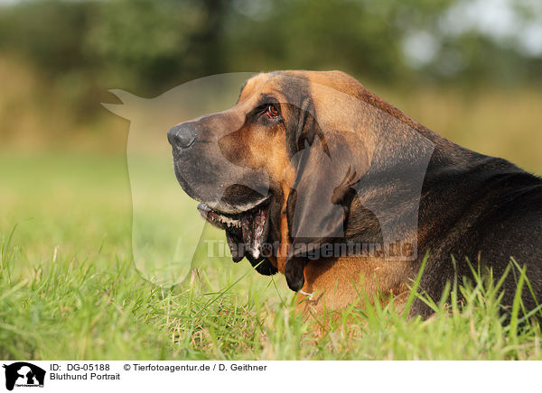Bluthund Portrait / DG-05188