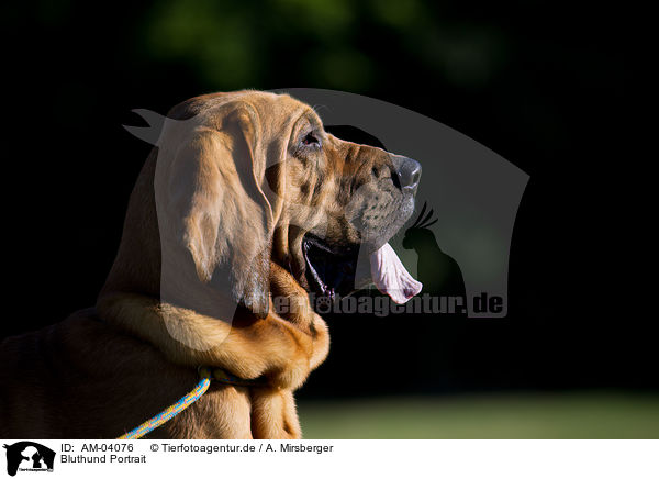 Bluthund Portrait / AM-04076