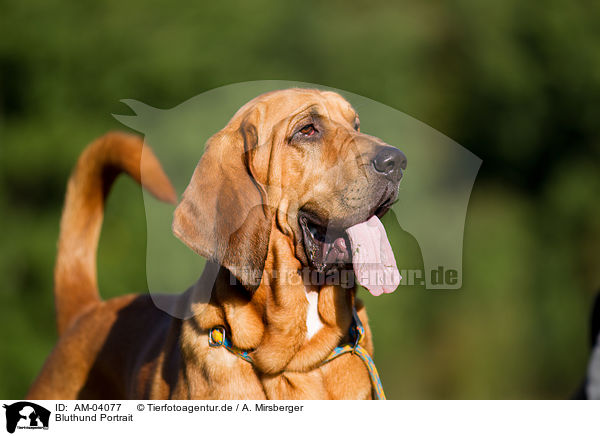 Bluthund Portrait / AM-04077