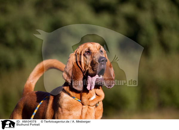 Bluthund Portrait / AM-04078