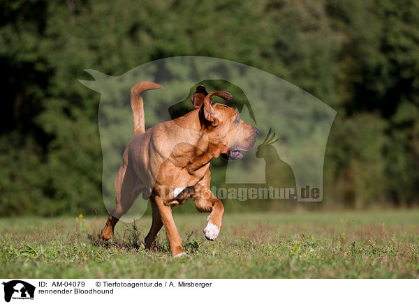 rennender Bloodhound / AM-04079