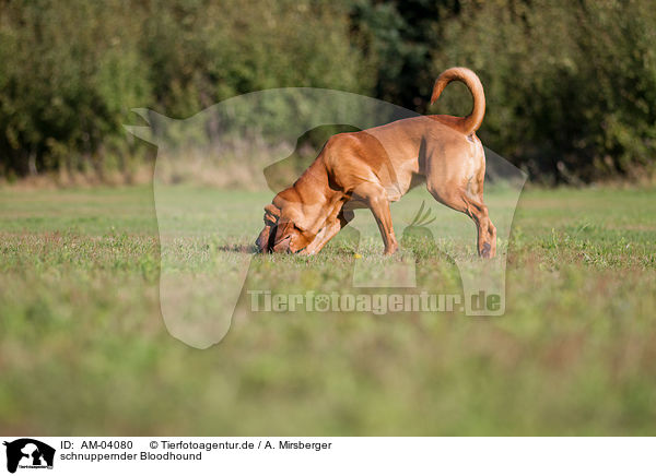 schnuppernder Bloodhound / snuffling Bloodhound / AM-04080