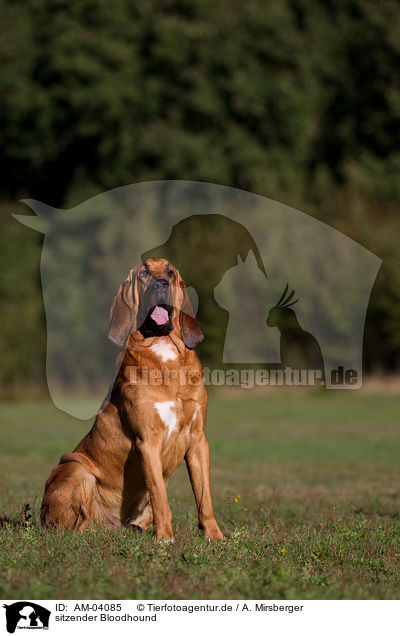sitzender Bloodhound / sitting Bloodhound / AM-04085