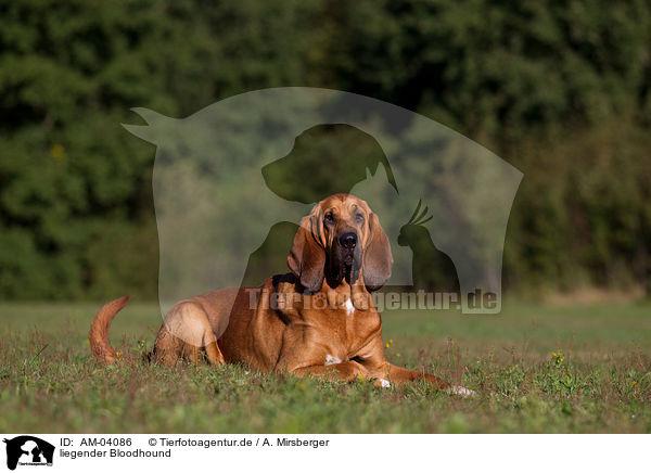 liegender Bloodhound / lying Bloodhound / AM-04086