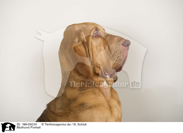 Bluthund Portrait / Bloodhound Portrait / NN-09034