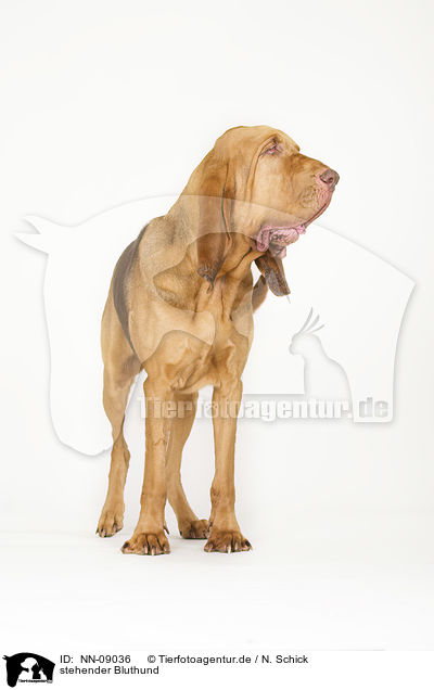 stehender Bluthund / standing Bloodhound / NN-09036