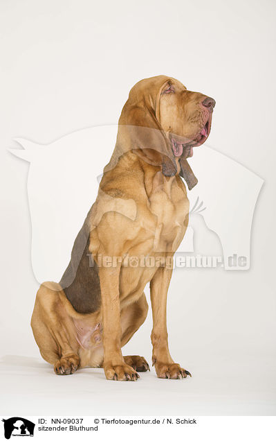 sitzender Bluthund / sitting Bloodhound / NN-09037
