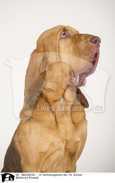 Bluthund Portrait / NN-09039