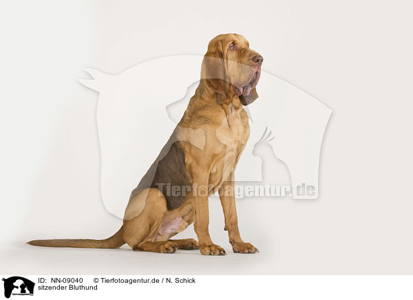 sitzender Bluthund / sitting Bloodhound / NN-09040