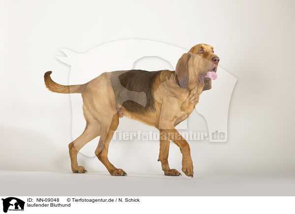 laufender Bluthund / walking Bloodhound / NN-09048