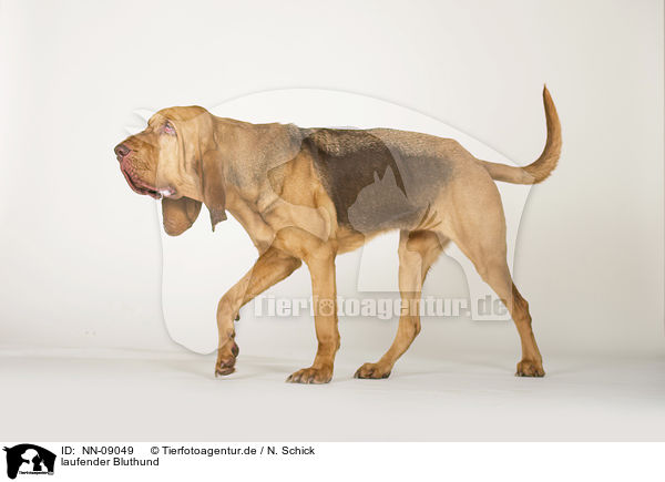 laufender Bluthund / walking Bloodhound / NN-09049