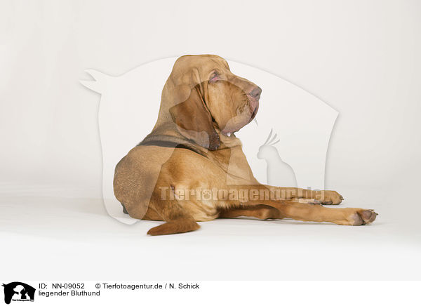 liegender Bluthund / lying Bloodhound / NN-09052