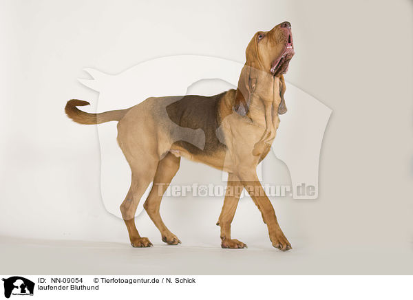 laufender Bluthund / NN-09054