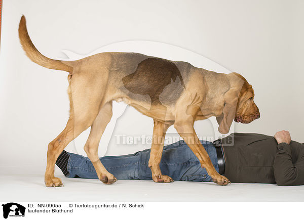 laufender Bluthund / walking Bloodhound / NN-09055
