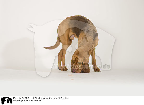 schnuppernder Bluthund / NN-09056
