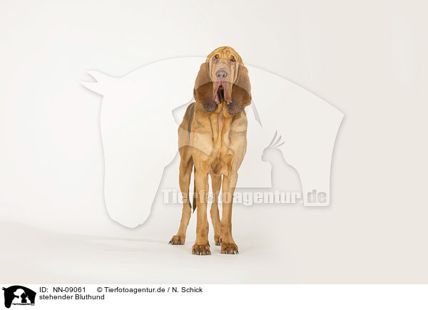 stehender Bluthund / standing Bloodhound / NN-09061
