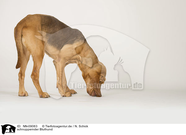 schnuppernder Bluthund / snuffling Bloodhound / NN-09063