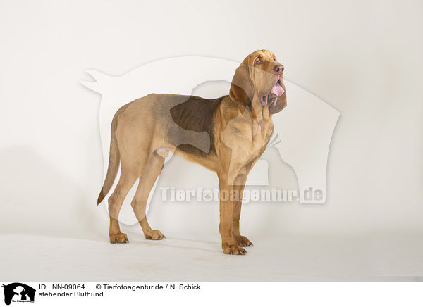 stehender Bluthund / standing Bloodhound / NN-09064