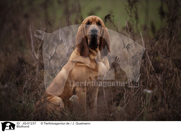 Bluthund / Bloodhound / JQ-01237