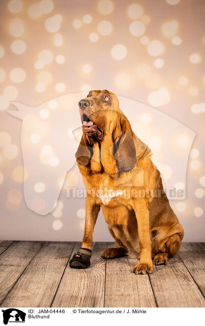 Bluthund / Bloodhound / JAM-04446
