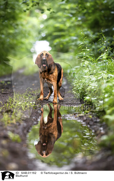 Bluthund / Bloodhound / SAB-01162