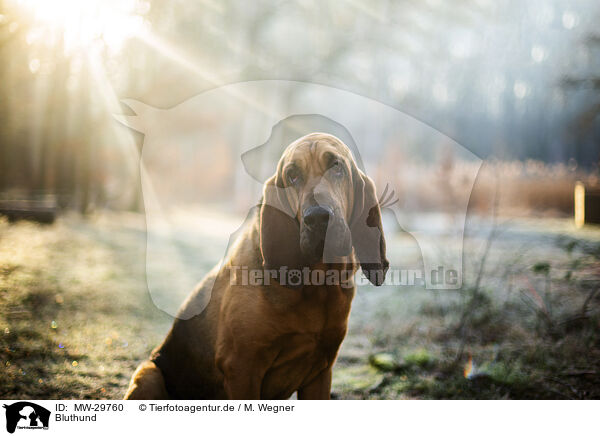 Bluthund / Bloodhound / MW-29760