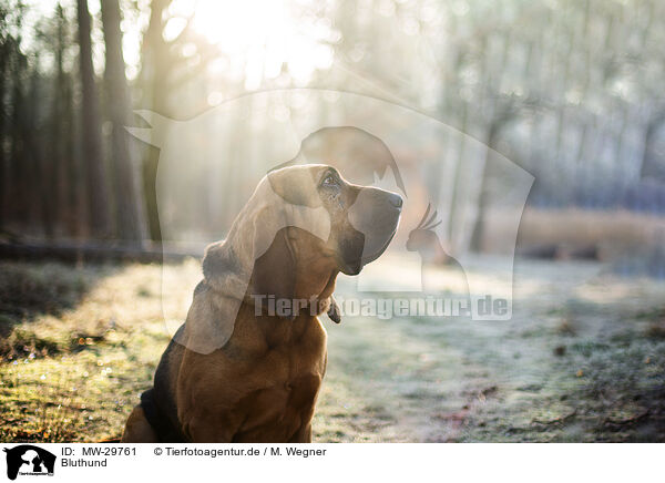 Bluthund / Bloodhound / MW-29761