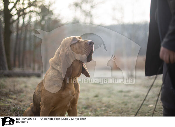 Bluthund / Bloodhound / MW-29773