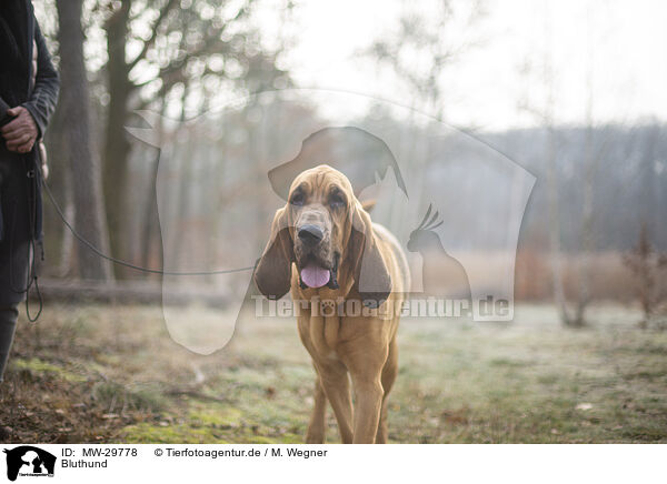 Bluthund / Bloodhound / MW-29778