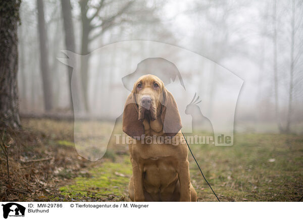 Bluthund / Bloodhound / MW-29786