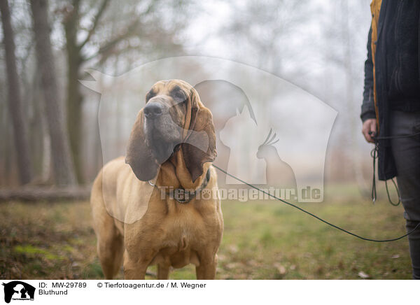 Bluthund / Bloodhound / MW-29789