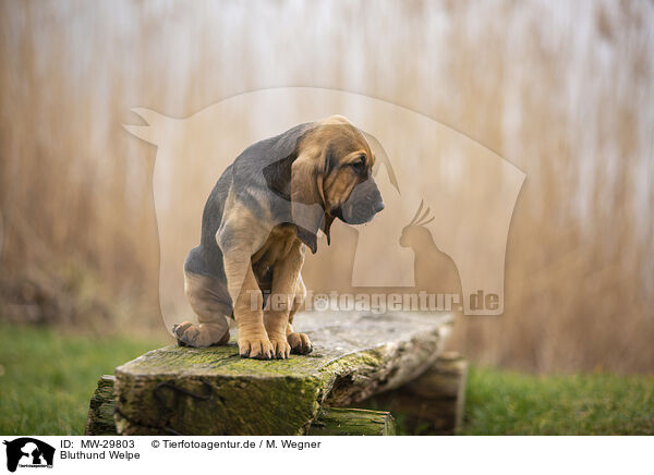 Bluthund Welpe / Bloodhound puppy / MW-29803