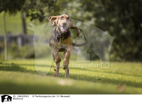 Bluthund / Bloodhound / UM-02643