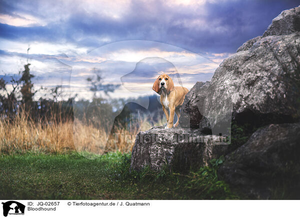Bloodhound / Bloodhound / JQ-02657