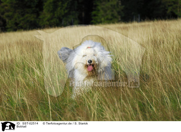 Bobtail / Bobtail / SST-02514