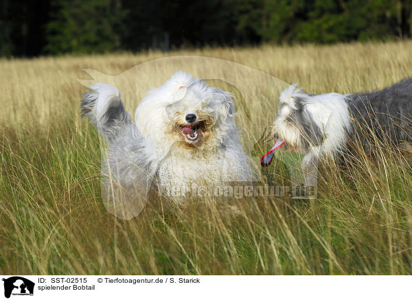 spielender Bobtail / playing Old English Sheepdog / SST-02515