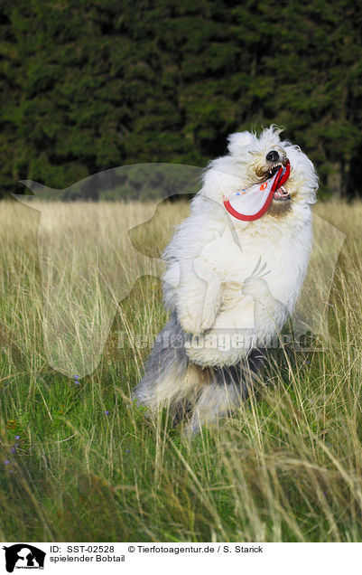 spielender Bobtail / playing Old English Sheepdog / SST-02528