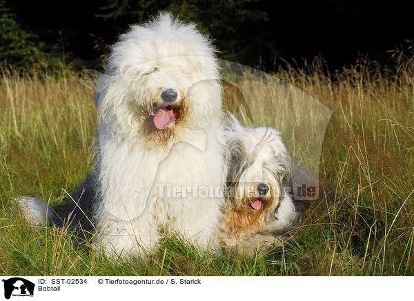 Bobtail / Bobtail / SST-02534