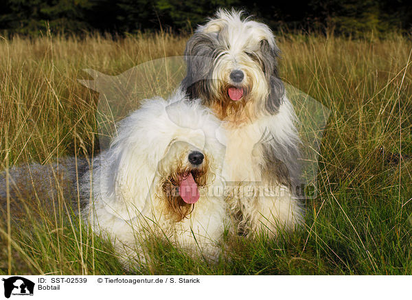 Bobtail / Bobtail / SST-02539
