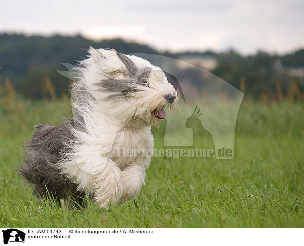 rennender Bobtail / running Bobtail / AM-01743