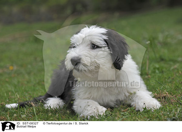 Bobtail Welpe / Old English Sheepdog Puppy / SST-08327