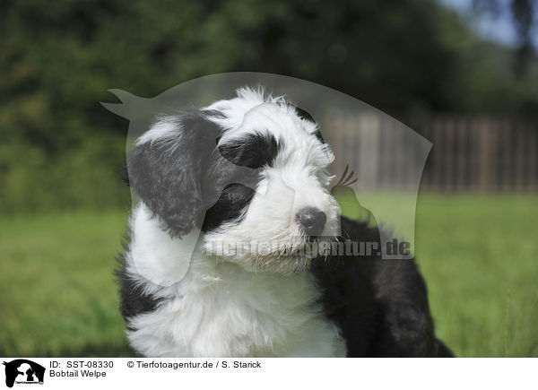 Bobtail Welpe / Old English Sheepdog Puppy / SST-08330