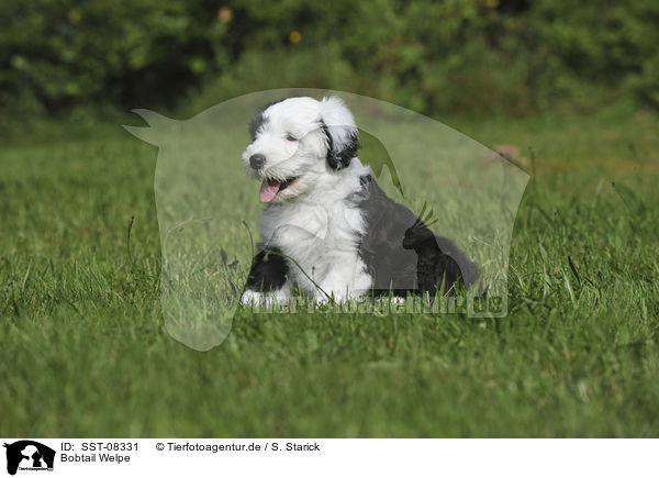 Bobtail Welpe / Old English Sheepdog Puppy / SST-08331