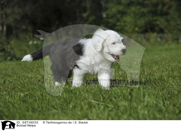 Bobtail Welpe / Old English Sheepdog Puppy / SST-08333